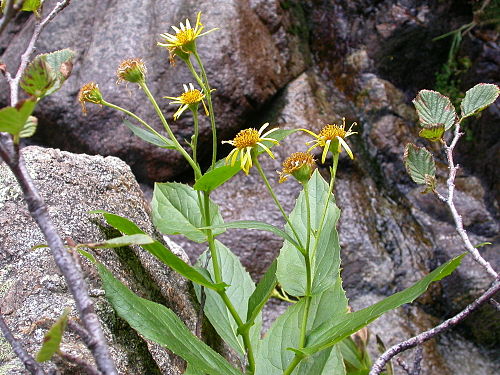 Doronicum corsicum